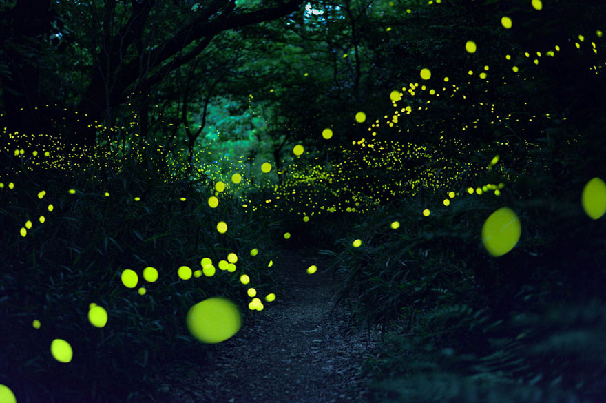 fireflies-long-exposure-photography-2016-japan-8.jpg