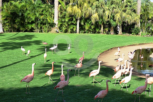 flamingos_loro_park_teneriffa.jpg