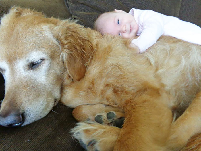 kids-dogs-sleeping-together-napping-buddies-122-58d912f70a8ce__700.jpg