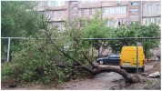Երևանում վերջին 6 ամսում տապալվել է ավելի քան 100 ծառ