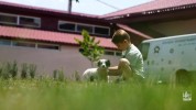 «Կենդանիների խնամքի կենտրոն»-ից վերջին ամիսներին 76 շուն է խնամակալ ունեցել (տեսանյութ)