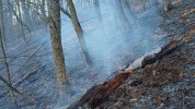  «Դիլիջան ազգային պարկ»-ում հրդեհ է բռնկվել. այրվել են ծառեր ու թափուկներ (լուսանկարներ)