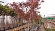 Այս տարի մայրաքաղաքում կտնկվի մոտ 2000 ծառ (տեսանյութ)