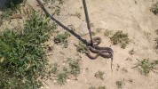  Դովեղի տներից մեկում իժ տեակի օձ է հայտնաբերվել
