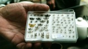 Գիտնականները Հայաստանում նոր  տեսակի թիթեռներ և միջատներ են հայտնաբերում (լուսանկարներ)